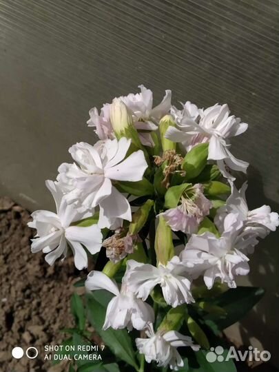 Сапонария (мыльнянка)