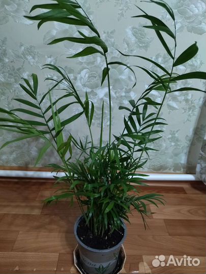 Пальма хамедорея