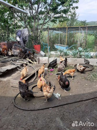 Утки,куры, петухи