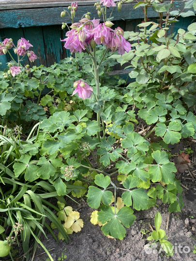 Ирис бородатый Wabash Вабаш