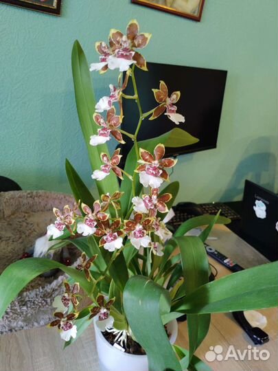 Камбрия Jungle Monarch