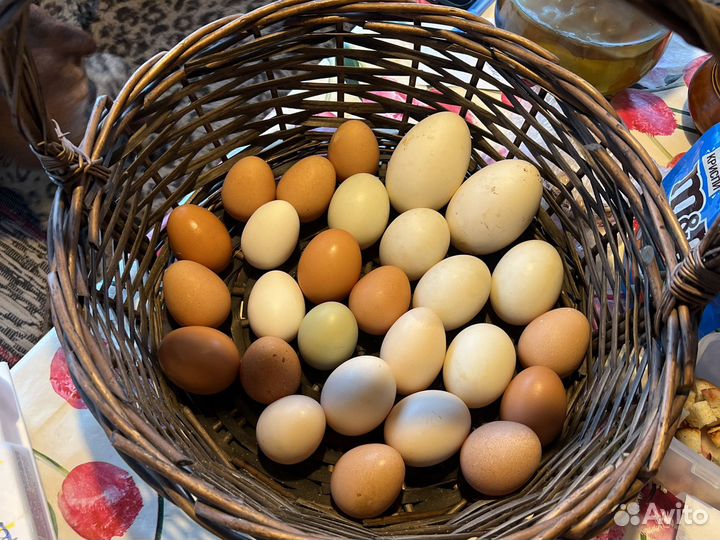 Яйцо домашнее