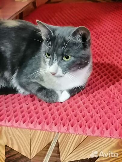 Кошечка Лия ищет дом