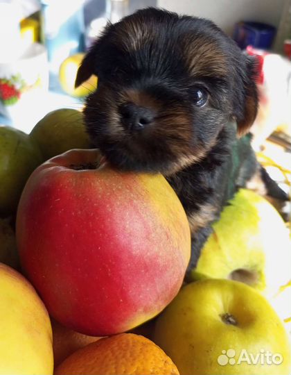 Йоркширский терьер