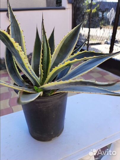 Американская 