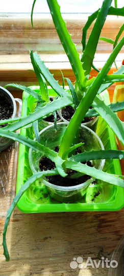 Алоэ древовидное лечебное