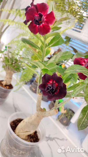 Адениум сортовой