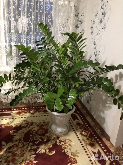 Замиокулькас