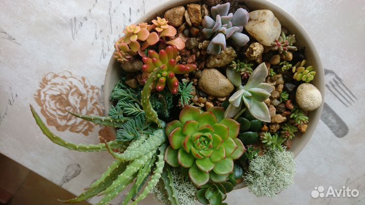 Флорариум суккуленты
