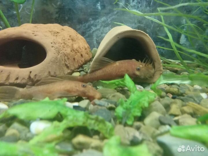 Анциструс супер ред