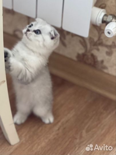 Белый котенок