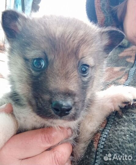 Щенки от ауси