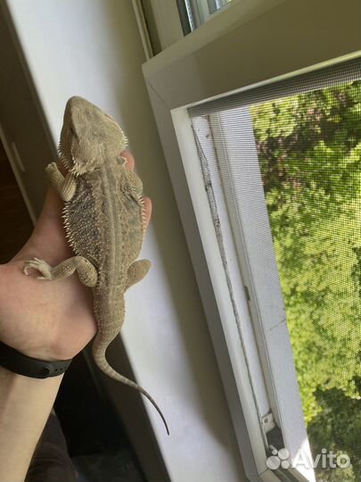 Бородатые агамы готовая пара с террариумом