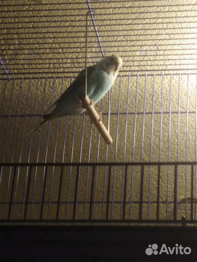 Попугай 1.5 мес