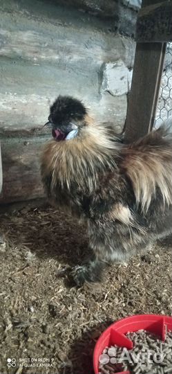 Петух китайский шелковый