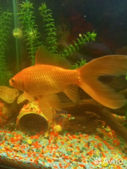 Аквариумные рыбки