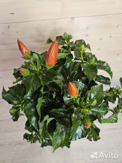 Гибискус Красный Дерево цветёт с бутонами