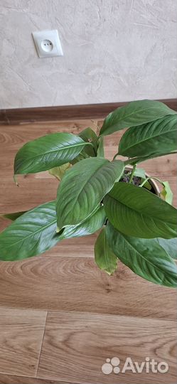 Спацифиллум женское счастье