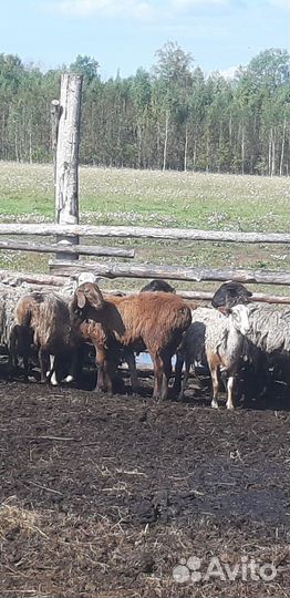 Курдючные бараны овцы