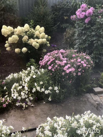 Хризантема