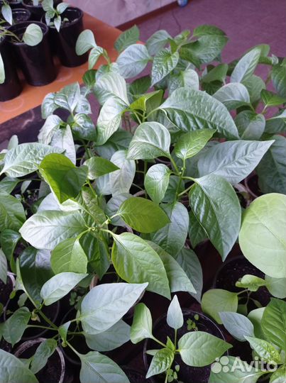 Перец рассада