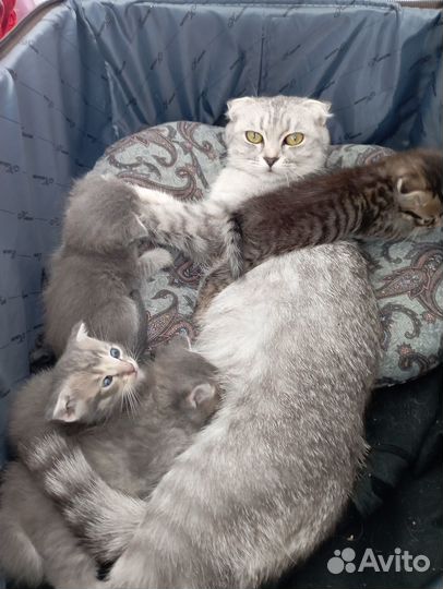 3котята вислоухие, девочка 1 прямоухая
