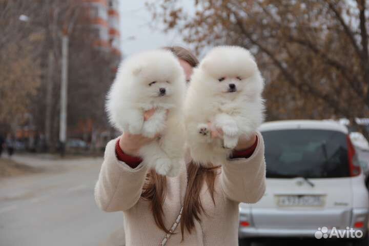 Белые шпицы. Иркутск