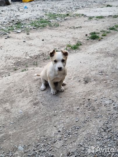 Собака в добрые руки отдам бесплатно