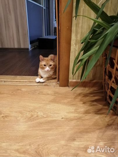 Рыжий кот в