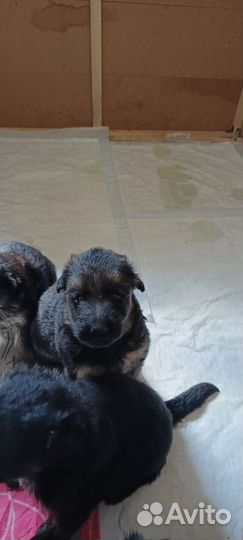 Щенки немецкой овчарки