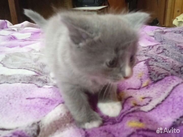 Котята от мышеловки