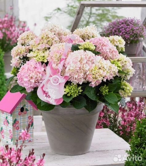 Гортензия крупнолистная Музыкальная Коллекция