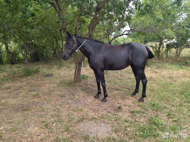Кобыла русской рысистой породы