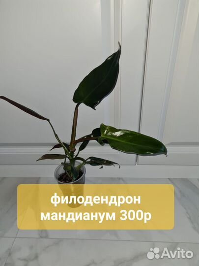 Комнатные растения цветы