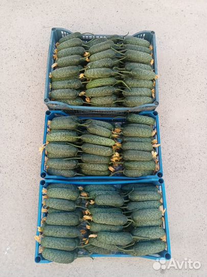 Свежие домашние с грядки