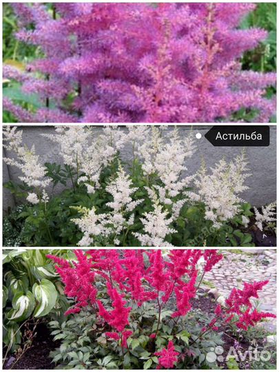 Многолетние цветы, саженцы