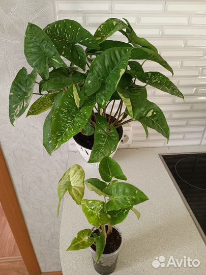 Сингониум Панда