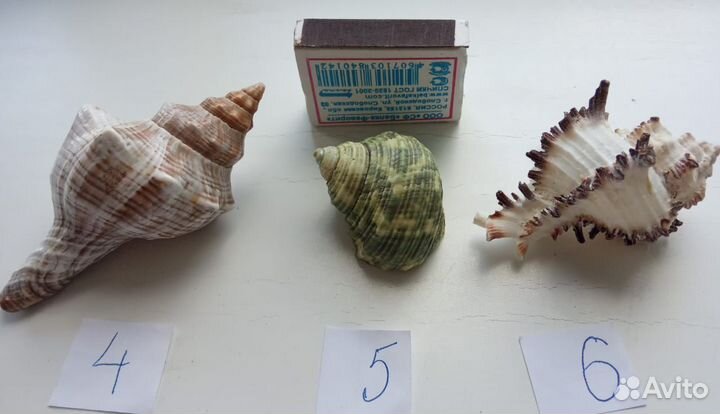 Морские ракушки раковины