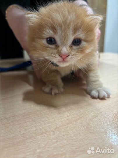 Котята в добрые руки бесплатно