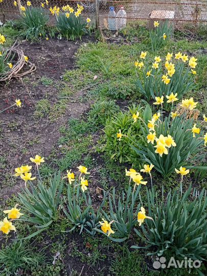 Луковицы нарциссов