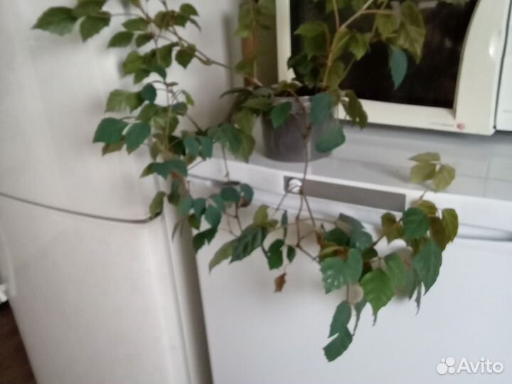 Ампельные растения