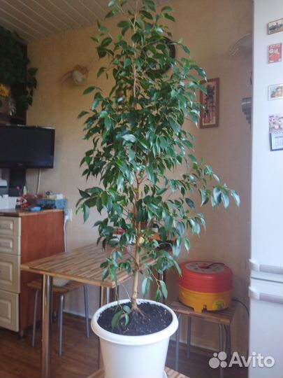 Фикус бенджамина большой