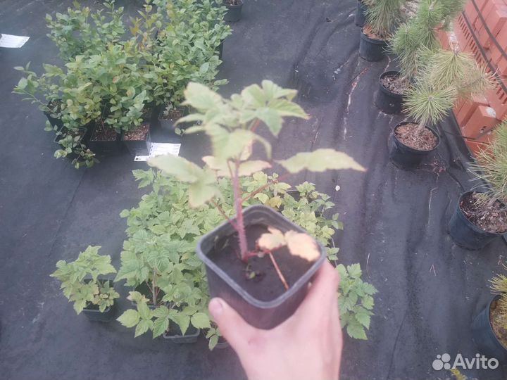 Ежемалина кумберленд