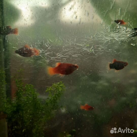 Аквариум с рыбками