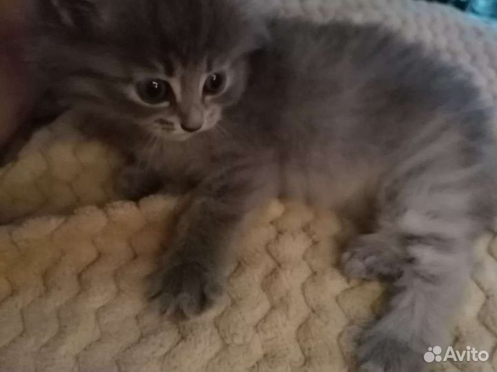 2 котенка в дар