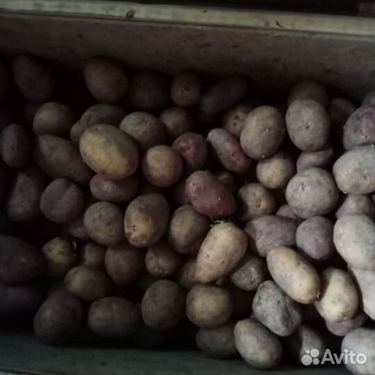 Продам картофель
