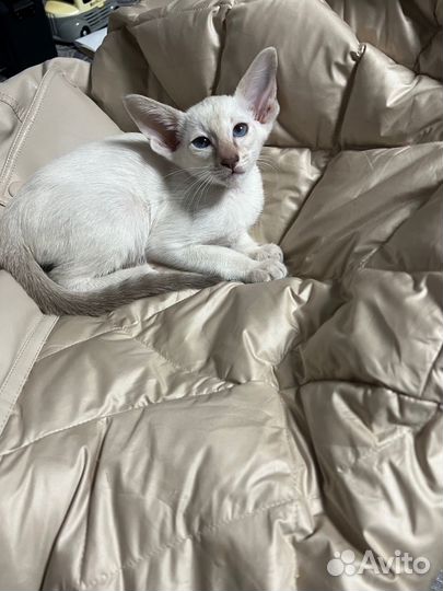 Сиамоориентальная кошечка