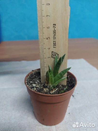 Алое пёстрое или алое тигровое