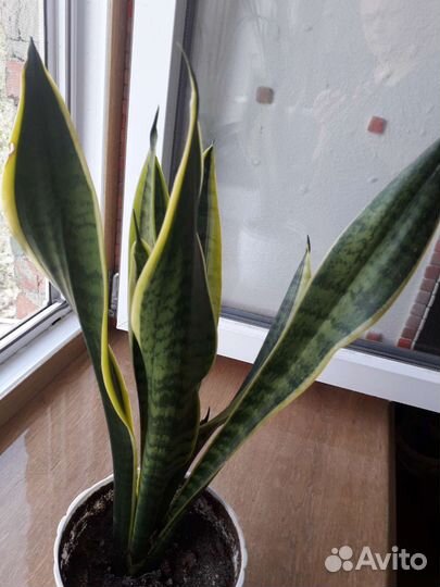Сансевиерия