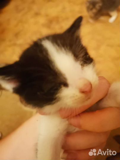 Котята могут остаться без зрения